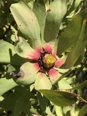 Leucadendron pubibracteolatum
