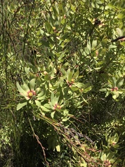 Leucadendron pubibracteolatum