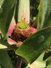 Leucadendron pubibracteolatum