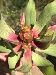 Leucadendron pubibracteolatum