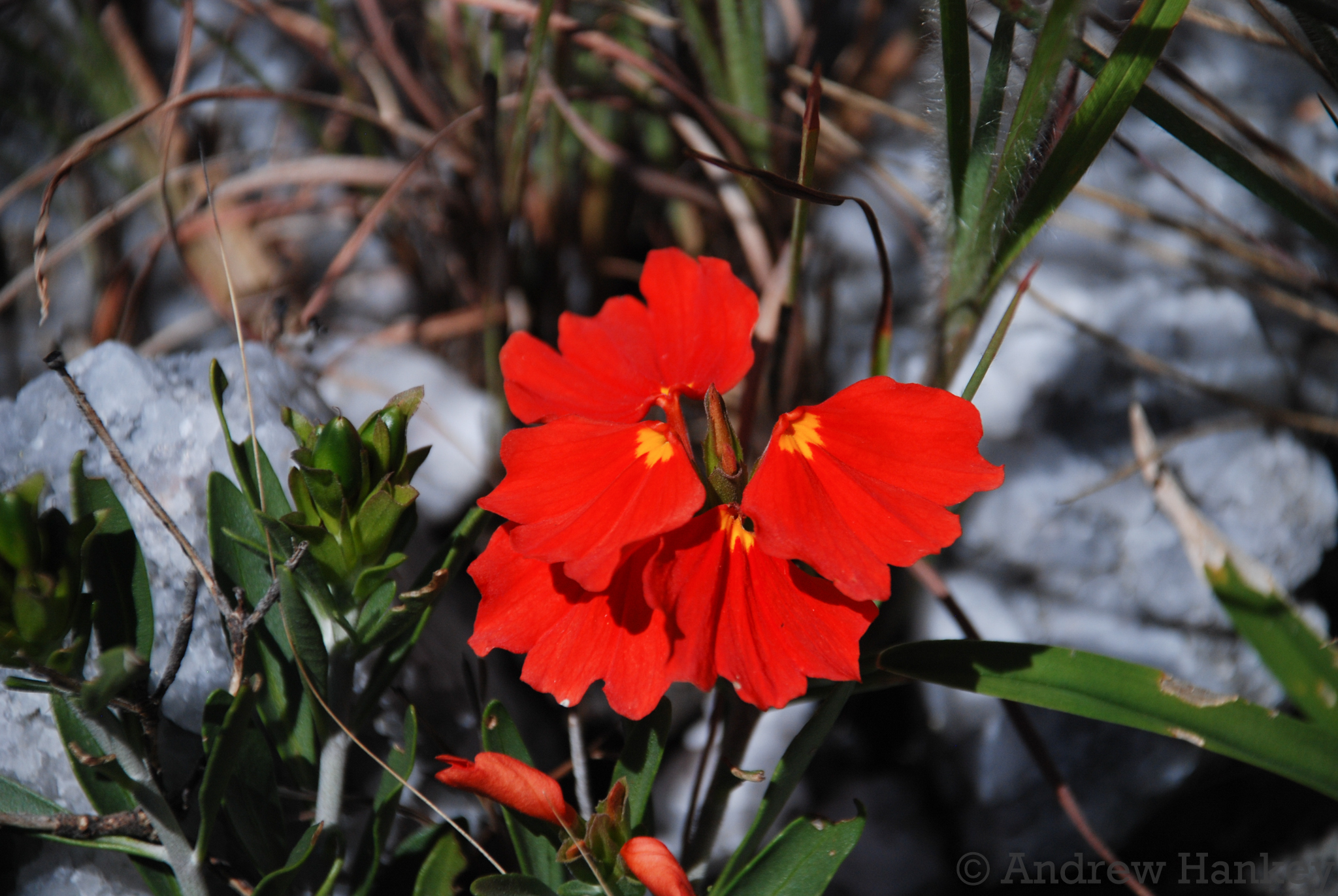 Crossandra grandidieri