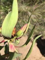 Leucadendron pubibracteolatum