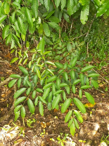 Leea nova-guineensis Valeton