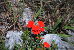 Crossandra grandidieri