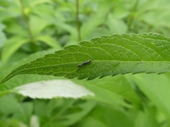 Eupteryx atropunctata