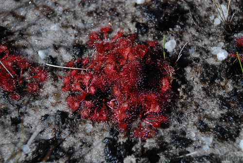 Drosera burkeana