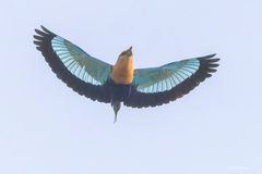 Coracias cyanogaster