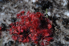 Drosera burkeana