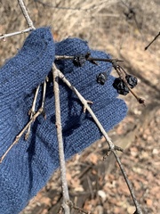 Rhamnus cathartica