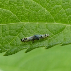 Eupteryx atropunctata