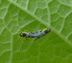Eupteryx atropunctata
