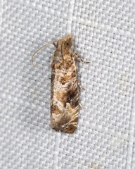 Lobesia xylistis