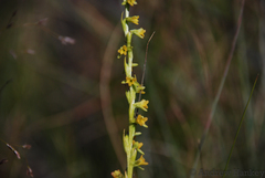 Benthamia cinnabarina