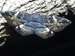 Erebus terminitincta