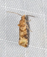 Lobesia xylistis