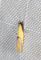 Opogona protodoxa