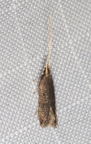Achoria inopina