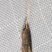 Achoria inopina - Photo (c) Ian McMillan, algunos derechos reservados (CC BY-NC), subido por Ian McMillan