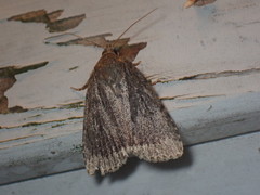 Amphipyra glabella