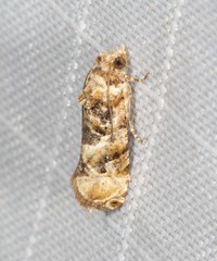 Lobesia physophora