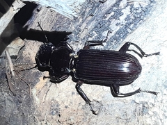 Hyperion schroetteri