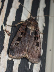 Pseudohermonassa tenuicula