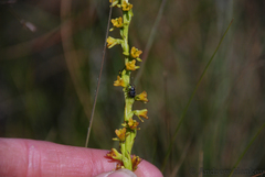 Benthamia cinnabarina