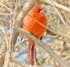 Cardinalis cardinalis