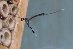 Gasteruption cinerescens