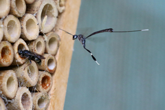 Gasteruption cinerescens