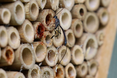 Gasteruption cinerescens