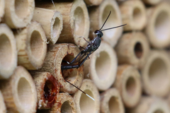 Gasteruption cinerescens