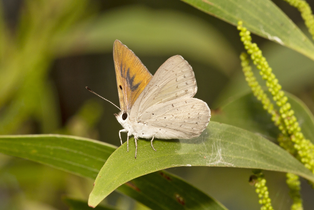 Large Trident Blue From Mount Coot Tha Qld Australia On March