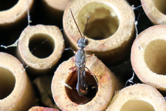 Gasteruption cinerescens