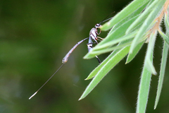 Gasteruption cinerescens