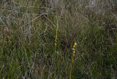 Benthamia cinnabarina