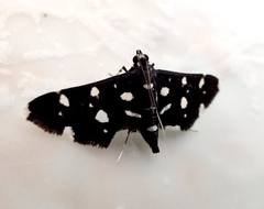 Bocchoris inspersalis