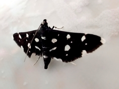 Bocchoris inspersalis