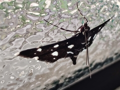 Bocchoris inspersalis