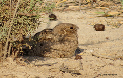 Caprimulgus aegyptius
