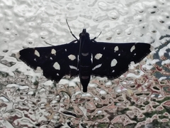 Bocchoris inspersalis