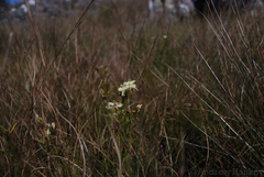 Habenaria ambositrana