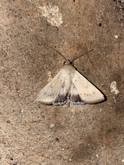 Australothis rubrescens