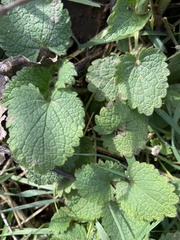 Lamium purpureum
