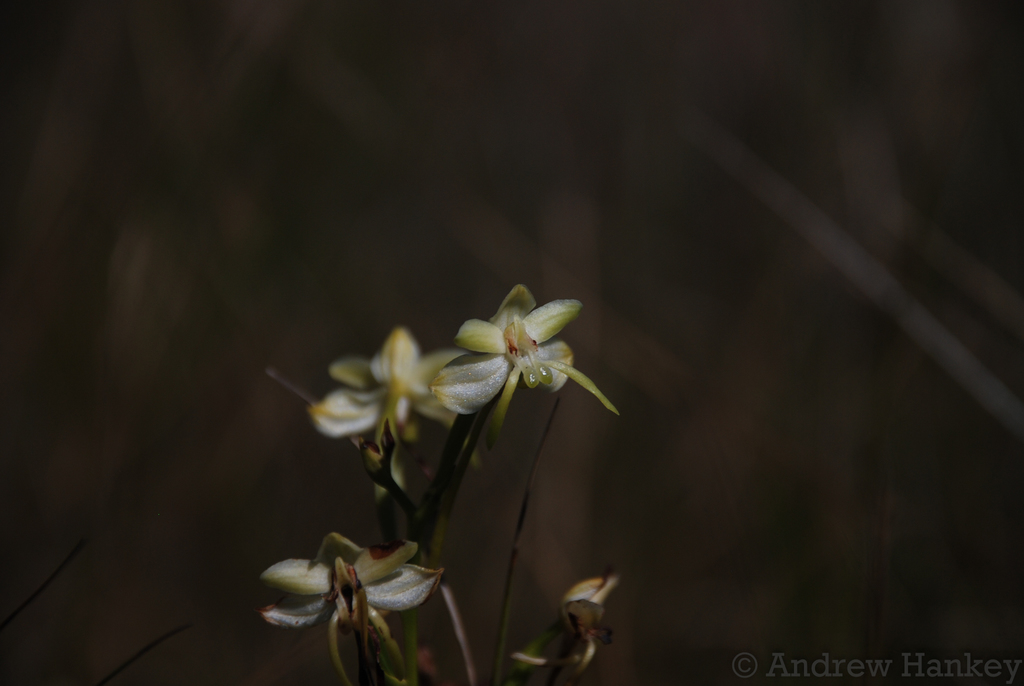 Habenaria ambositrana