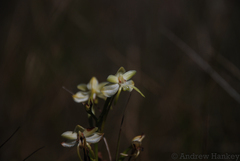 Habenaria ambositrana