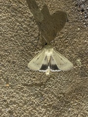 Australothis rubrescens