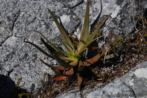 Aloe ibitiensis, photograph 6