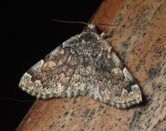 Idia majoralis