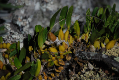 Bulbophyllum baronii